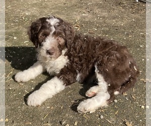 Bearded Collie-Poodle (Standard) Mix Puppy for sale in COVINGTON, WA, USA
