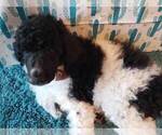 Small Photo #2 Poodle (Standard) Puppy For Sale in EDGEWOOD, NM, USA