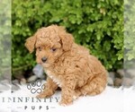 Small #2 Goldendoodle (Miniature)