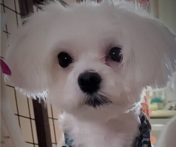 Medium Photo #1 Maltese Puppy For Sale in PISCATAWAY, NJ, USA