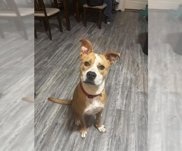 Medium Photo #1 American Pit Bull Terrier-Labrador Retriever Mix Puppy For Sale in Corpus Christi, TX, USA