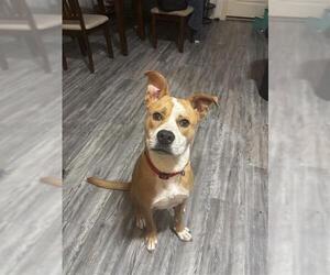 American Pit Bull Terrier-Labrador Retriever Mix Dogs for adoption in Corpus Christi, TX, USA