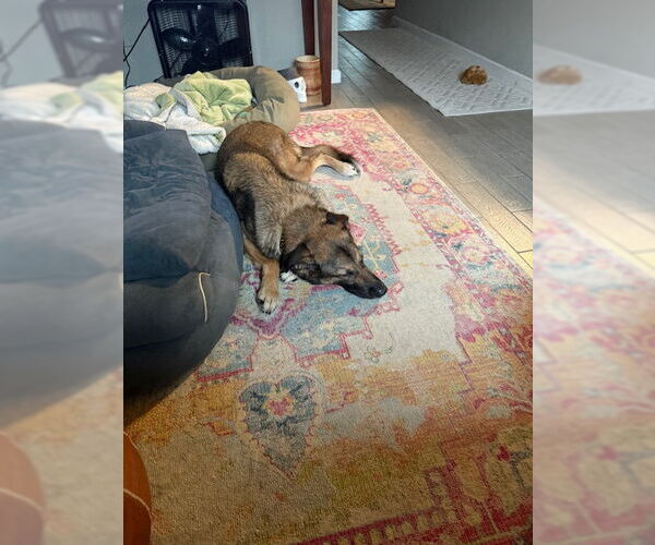 Medium Photo #6 German Shepherd Dog-Unknown Mix Puppy For Sale in Houston, TX, USA