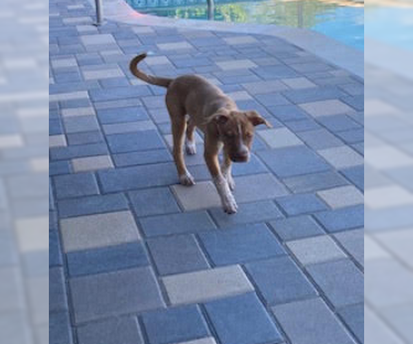 Medium Photo #4 Boxer-Unknown Mix Puppy For Sale in San Diego, CA, USA