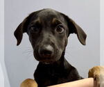 Small #3 Mutt