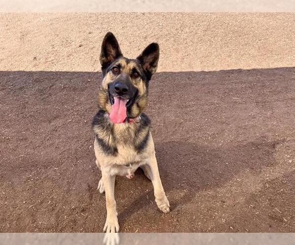 Medium Photo #1 German Shepherd Dog Puppy For Sale in Orange, CA, USA