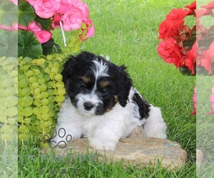 Cavapoo Puppy for sale in KIRKWOOD, PA, USA