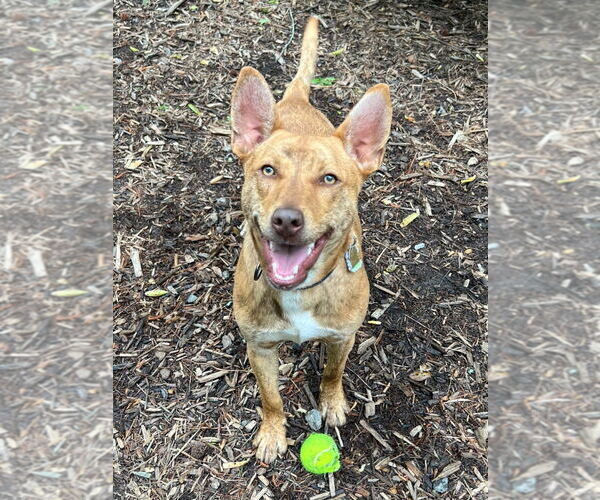 Medium Photo #22 Mutt Puppy For Sale in Ellijay, GA, USA