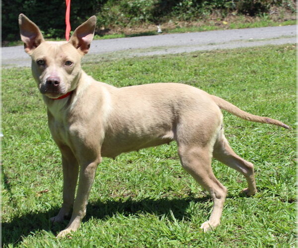 Medium Photo #4 Mutt Puppy For Sale in Prattville, AL, USA