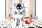 Small Photo #2 Pomsky Puppy For Sale in NAPLES, FL, USA