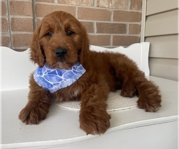 Medium Photo #2 Goldendoodle Puppy For Sale in WOODBURN, IN, USA
