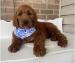 Small #1 Goldendoodle
