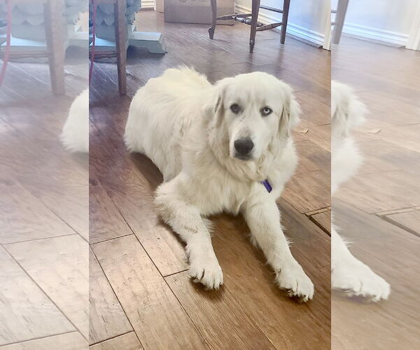 Medium Photo #14 Great Pyrenees Puppy For Sale in Spring, TX, USA