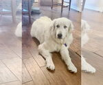 Small #13 Great Pyrenees
