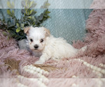 Puppy Gunner Maltipoo