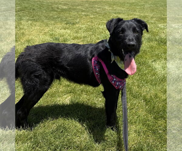 Medium Photo #3 Bordoodle Puppy For Sale in Salt Lake City, UT, USA