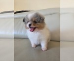 Small #2 Pomeranian