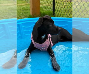 Finita - Female Mutt Dog for Adoption - Photo #9