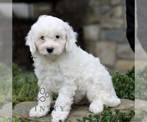 Medium Photo #1 Cavapoo (Miniature) Puppy For Sale in KINZERS, PA, USA