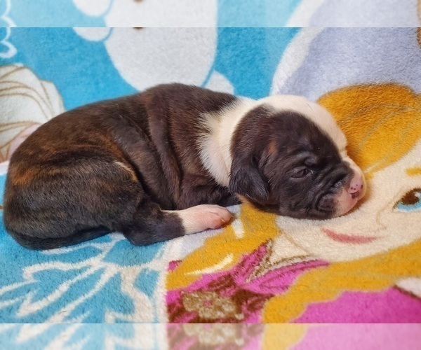Medium Photo #3 American Bulldog Puppy For Sale in MADISON, WI, USA