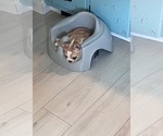 Small #13 French Bulldog