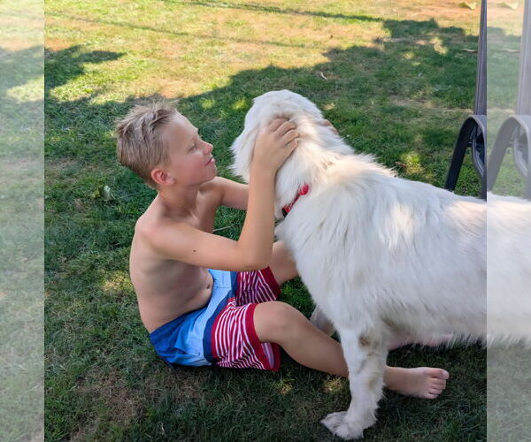 Medium Photo #2 Great Pyrenees-Unknown Mix Puppy For Sale in Rochester, NY, USA