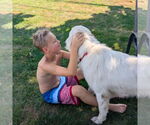 Small #1 Great Pyrenees Mix