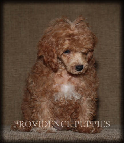 Medium Photo #27 Poodle (Miniature) Puppy For Sale in COPPOCK, IA, USA