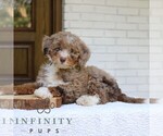 Small #2 Bernedoodle (Miniature)