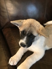 Akita Puppy for sale in FORT COLLINS, CO, USA