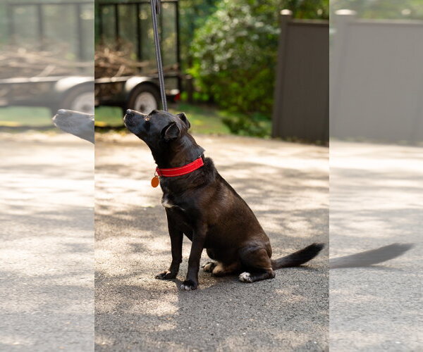 Medium Photo #3 Labrador Retriever-Unknown Mix Puppy For Sale in Arlington, VA, USA