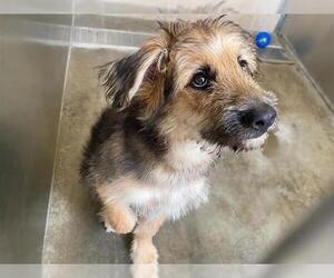 Airedale Terrier-Unknown Mix Dogs for adoption in Orange, CA, USA