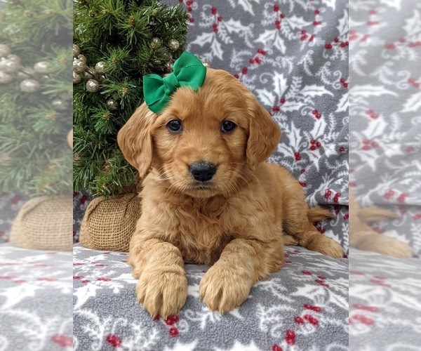 Medium Photo #8 Golden Retriever Puppy For Sale in NOTTINGHAM, PA, USA