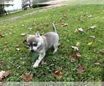 Small #13 Alaskan Klee Kai-Pomeranian Mix