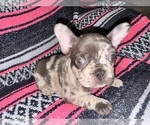 Small #1 French Bulldog