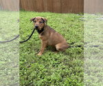 Small #4 Doberman Pinscher-German Shepherd Dog Mix