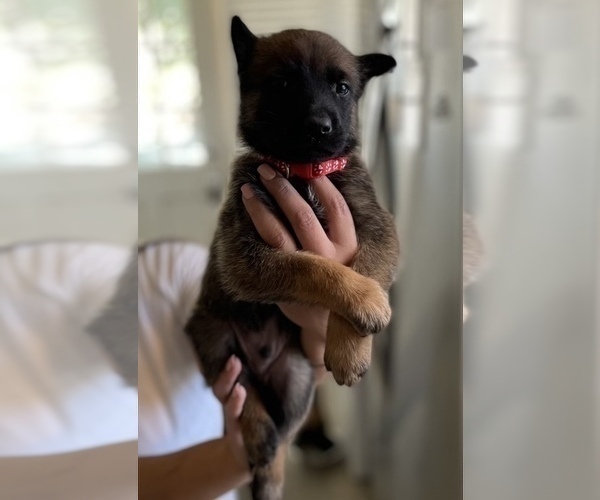 Medium Photo #11 Belgian Malinois Puppy For Sale in LOS ANGELES, CA, USA