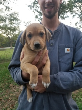 Medium Photo #4 Mountain Cur-Tennessee Treeing Brindle Mix Puppy For Sale in MBORO, TN, USA