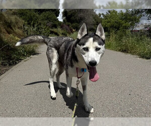 Medium Photo #2 Siberian Husky Puppy For Sale in Berkeley , CA, USA