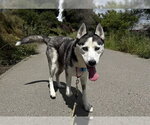 Small #1 Siberian Husky