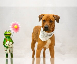 Rhodesian Ridgeback-Unknown Mix Dogs for adoption in Sanford, FL, USA