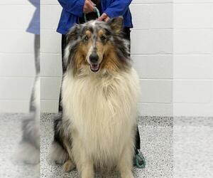 Collie Dogs for adoption in Canfield, OH, USA