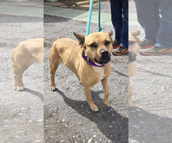 Medium Photo #2 Mutt Puppy For Sale in Rustburg, VA, USA