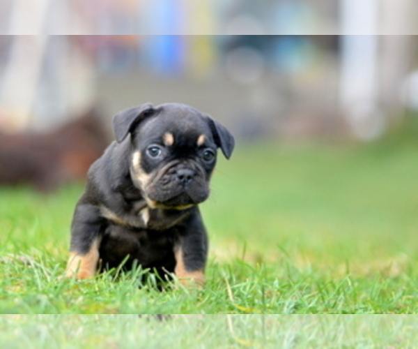 Medium Photo #26 French Bulldog Puppy For Sale in Kiskoros, Bacs-Kiskun, Hungary