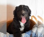 Small Photo #3 Sheepadoodle Puppy For Sale in DUNCAN, OK, USA