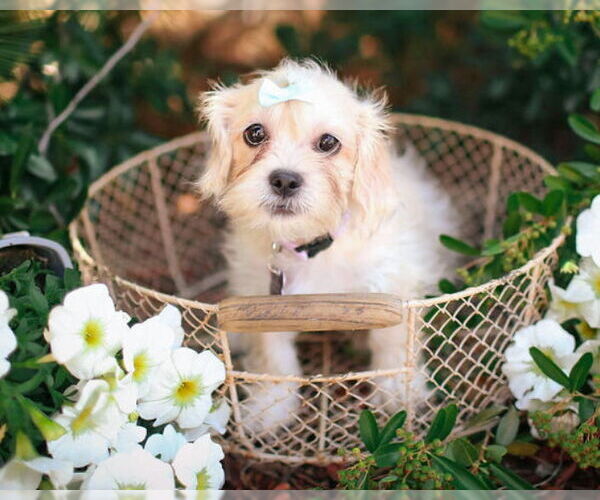 Medium Photo #3 Shih Tzu Puppy For Sale in Corona, CA, USA