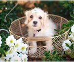 Small #2 Shih Tzu