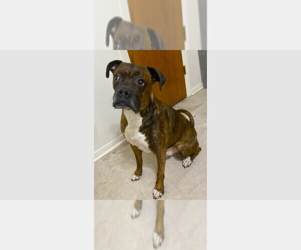 Medium Photo #5 Boxer Puppy For Sale in Austin, TX, USA