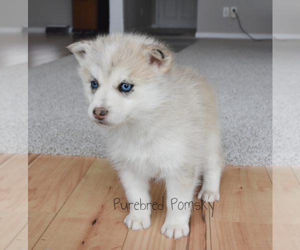 Medium Photo #2 Pomsky Puppy For Sale in KANSAS CITY, MO, USA