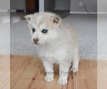 Small #1 Pomsky
